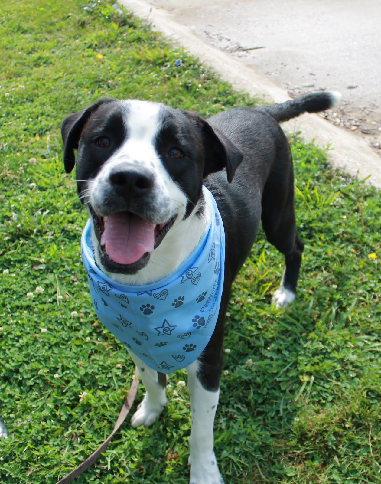 Furever Movie Premiere